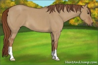 Horse Color:Red Dun Roan 