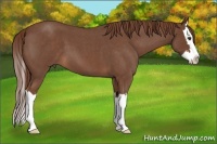 Horse Color:Red Roan Splash