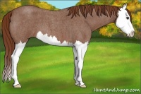 Horse Color:Red Roan Splash