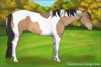 Horse Color:Amber Champagne Tobiano