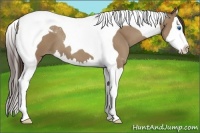 Horse Color:Classic Champagne Roan Splash Tobiano 