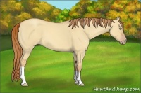 Horse Color:Gold Champagne Roan Dun