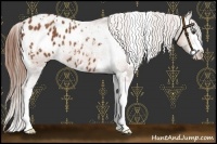Horse Color:White Spotted Chestnut Splash Appaloosa 