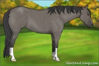 Horse Color:Smoky Grullo Roan 