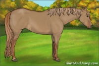Horse Color:Red Dun 