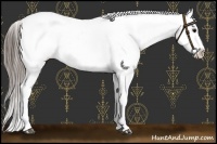 Horse Color:Black Near Leopard 