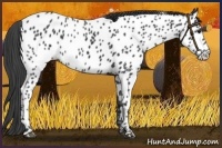 Horse Color:Black Near Leopard Rabicano 