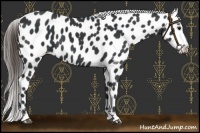 Horse Color:Black Near Leopard 