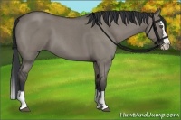 Horse Color:Grullo Roan Splash