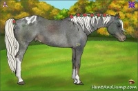 Horse Color:Liver Chestnut Appaloosa 