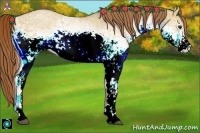 Horse Color:White Spotted Red Dun 