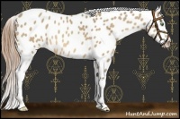 Horse Color:Amber Cream Champagne Appaloosa 