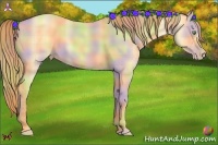 Horse Color:Nacre Plaid  Gold Champagne Dun 