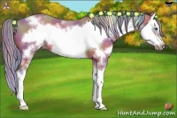 Horse Color:Nacre Watercolor White Spotted Bay Sabino Splash Frame 