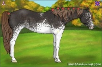 Horse Color:White Spotted Liver Chestnut 