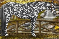 Horse Color:Black Appaloosa 