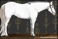 Horse Color:White Spotted Liver Chestnut Appaloosa 