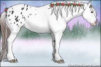 Horse Color:Brown Appaloosa