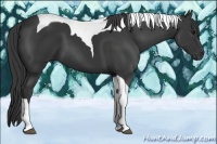 Horse Color:Black Tobiano 