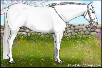 Horse Color:Chocolate Palomino Appaloosa 