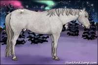 Horse Color:Liver Chestnut Appaloosa 