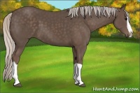 Horse Color:Silver Black Splash