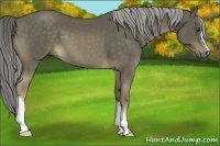 Horse Color:Chocolate Palomino 
