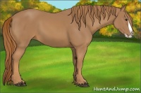 Horse Color:Chestnut Splash