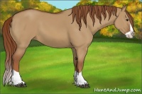 Horse Color:Red Dun Splash