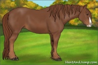 Horse Color:Chestnut Splash 