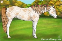Horse Color:Gold Champagne Ice Sabino 