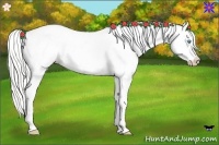 Horse Color:Cremello Sabino Appaloosa