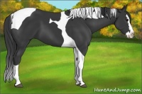 Horse Color:Black Splash Tobiano 
