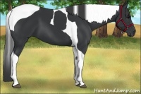 Horse Color:Black Tobiano