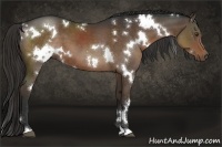 Horse Color:White Spotted Liver Chestnut 