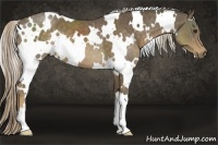 Horse Color:White Spotted Chocolate Palomino 