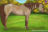 Horse Color:Red Dun Brindle