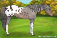 Horse Color:Liver Chestnut Appaloosa 