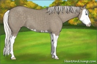 Horse Color:Silver Smoky Grullo Roan Splash 