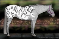 Horse Color:Blue Roan Near Leopard 