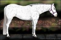 Horse Color:Blue Roan Splash Appaloosa 
