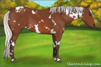 Horse Color:White Spotted Silver Bay 