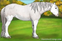 Horse Color:Bay Splash Appaloosa 