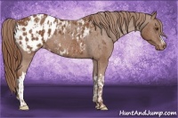 Horse Color:Chestnut Appaloosa  and Chestnut Appaloosa 