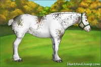 Horse Color:White Spotted Liver Chestnut 