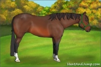 Horse Color:Bay 