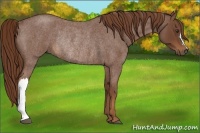 Horse Color:Red Roan Rabicano 
