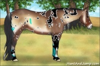 Horse Color:White Spotted Bay Onyx