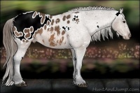 Horse Color:White Spotted Buckskin Appaloosa Rabicano 