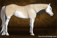 Horse Color:Amber Champagne Dun Splash 